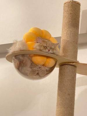 キャットタワーにいた猫の姿に「ちょっと待って！」「笑ったわ」