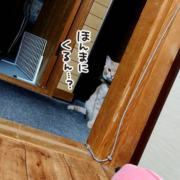 「勘が鋭い」　４時間半も飼い主に甘えた猫　すると、夫がハッとして？