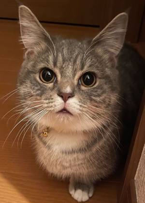 上向いたまま寝ている猫　『表情』に「なんでこんなに面白いんだろう」