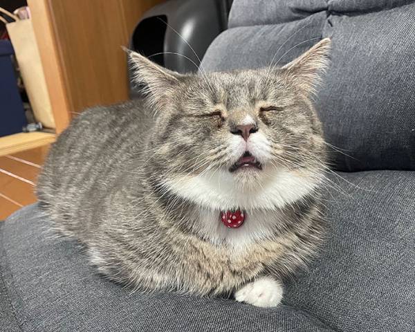 上向いたまま寝ている猫　『表情』に「なんでこんなに面白いんだろう」