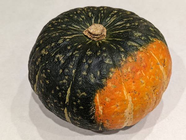 「勉強になります」　スーパーの青果部がすすめる、おいしいカボチャの見分け方とは