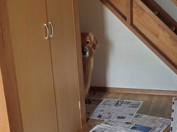 「アニメみたいな怖がり方」「めちゃくちゃ可愛い」　傘を開閉する時の、犬の表情にご注目