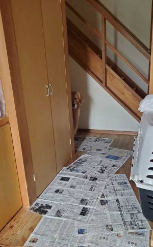 「アニメみたいな怖がり方」「めちゃくちゃ可愛い」　傘を開閉する時の、犬の表情にご注目