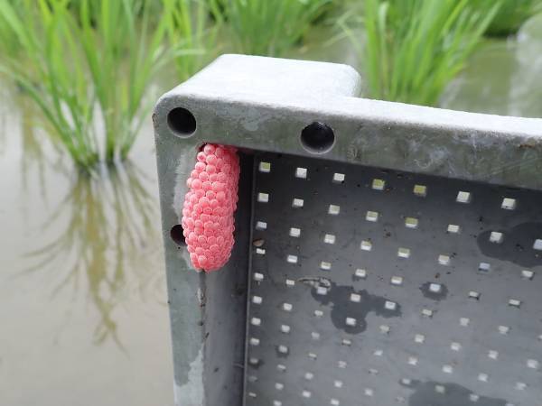 「絶対に触らないで！」　注意喚起に「子供に教える」「知らなかった」の声