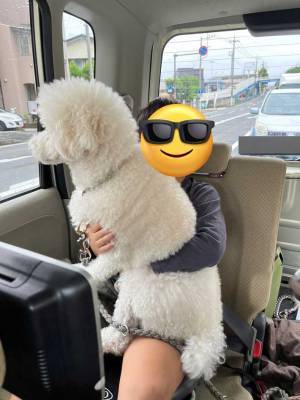 小学１年生の男の子がトイプードルを抱くと？　「大きすぎる！」