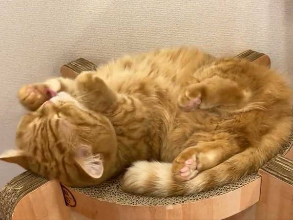 「無限に見ていられる」　猫が映る１１秒の動画に、癒される