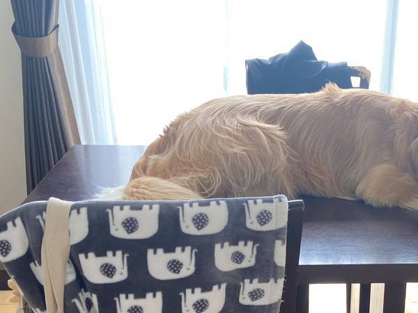 「自分を猫だと思い込んでる？」　ゴールデンレトリバーの姿に「吹いた」「たまらん！」