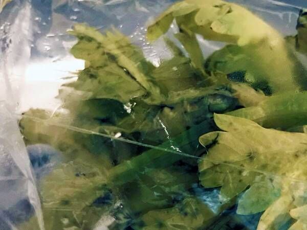 セロリの葉っぱを使ったレシピに 控えめにいっても最強だった 22年10月11日 ウーマンエキサイト