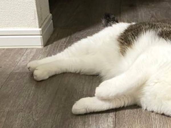 ダダをこねる猫　しかし、飼い主が無視し続けていると？