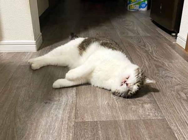 ダダをこねる猫　しかし、飼い主が無視し続けていると？