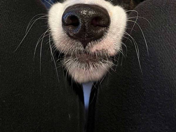 「チーズケーキを食べていたらすごい勢いでズボッと現れた」　一体何が…？