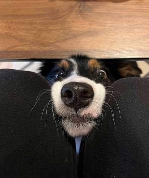 「チーズケーキを食べていたらすごい勢いでズボッと現れた」　一体何が…？