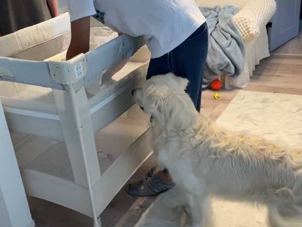 ゴールデンレトリバーとトイプードルの兄弟　新生児と初対面すると？　「かわいいが密」