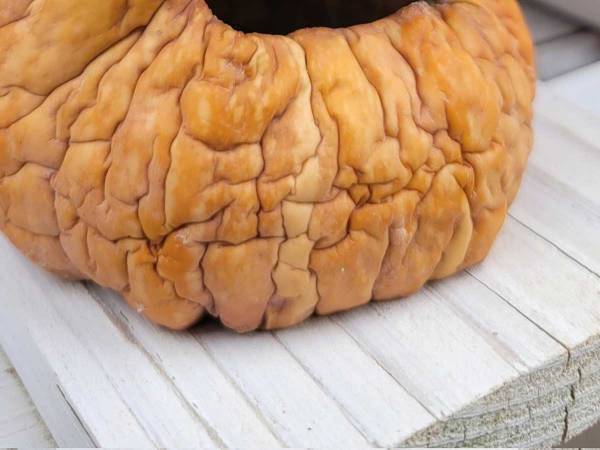 娘が作ったカボチャのランタン　数日後の姿に「夜に見たら泣く！」