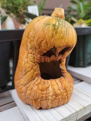 娘が作ったカボチャのランタン　数日後の姿に「夜に見たら泣く！」