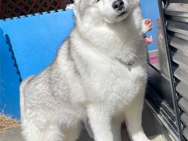 飼い主が撮影した朝のシベリアンハスキー　表情を見ると？