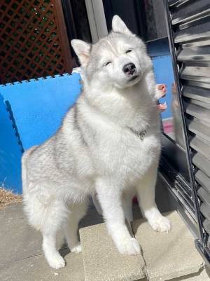 飼い主が撮影した朝のシベリアンハスキー　表情を見ると？