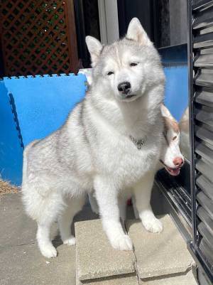 飼い主が撮影した朝のシベリアンハスキー　表情を見ると？