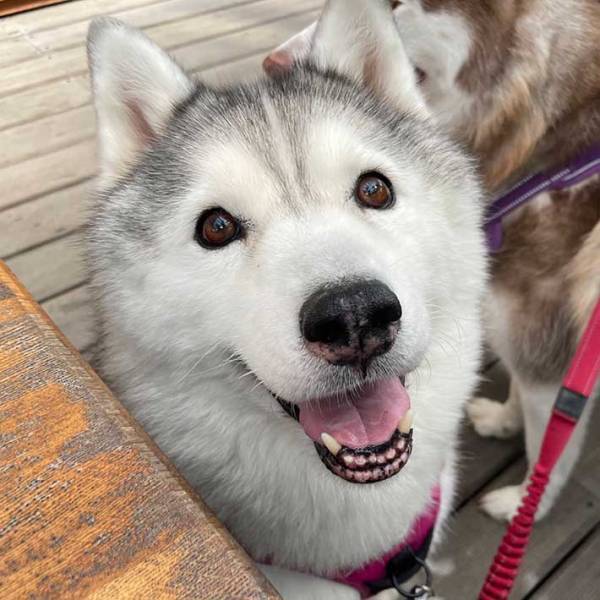 飼い主が撮影した朝のシベリアンハスキー　表情を見ると？