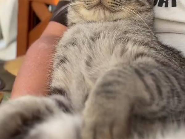 サービスを終えたとたん、スンッ！　看板猫の『オフの顔』に腹筋崩壊