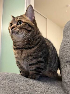 冬毛になった猫　飼い主の『ひと言』に、笑いがこみ上げる