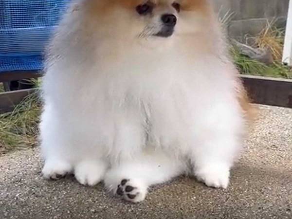 ポメラニアンの姿に、１３万人が『いいね』　「体育の授業中の私みたい」「共感できるな」