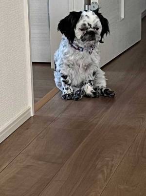 ５か月前と後の犬の姿に「申し訳ないけど笑った！」「哀愁ただよう」