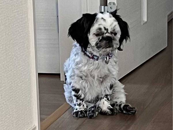 ５か月前と後の犬の姿に「申し訳ないけど笑った！」「哀愁ただよう」