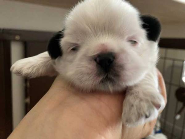 ５か月前と後の犬の姿に「申し訳ないけど笑った！」「哀愁ただよう」