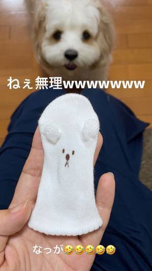 隙あり！狙われた『ミトン』の変わり果てた姿に「一生笑ってしまいそう」