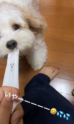 隙あり！狙われた『ミトン』の変わり果てた姿に「一生笑ってしまいそう」