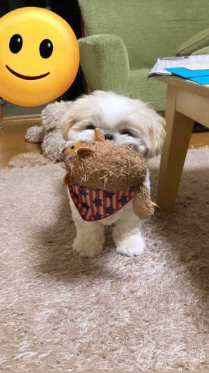 眠くなると、一緒に寝たがるシーズー犬　可愛すぎるアピール方法に「天使」「尊い」