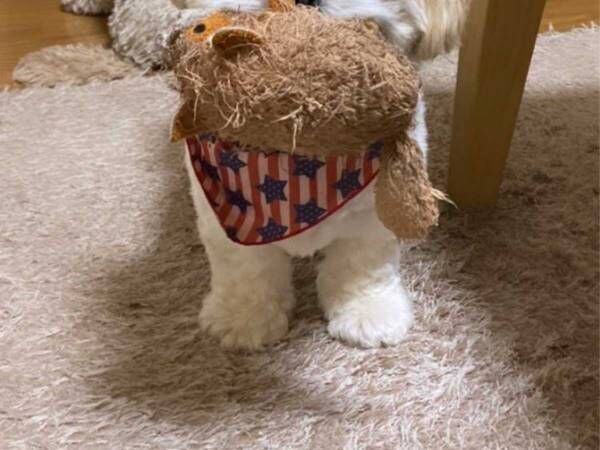 眠くなると 一緒に寝たがるシーズー犬 可愛すぎるアピール方法に 天使 尊い 22年10月14日 ウーマンエキサイト 眠くなると 一緒に寝たがるシーズー犬 可愛すぎるアピール方法に 天使 尊い 22年10月14日 ウーマンエキサイト