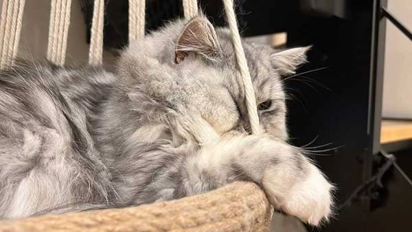 「笑った」「アニメみたい」　ブランコでくつろぐ猫、顔がめり込んでいて…？