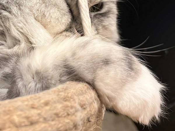 「笑った」「アニメみたい」　ブランコでくつろぐ猫、顔がめり込んでいて…？