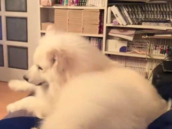 ちょっぴり、面倒くさかった？　帰宅を歓迎する犬、声だけでなんとかしようとする姿がかわいすぎ