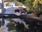 池のコイが猫に襲われる！と思った次の瞬間？　「かわいすぎる」「初めて見た」