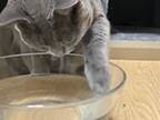 前脚をぺろぺろして、水を飲んでいた猫　ハッと気が付いた様子に「笑った」「かわいい！」