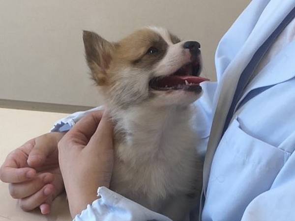 注射をしに来たコーギーの子犬　写真の背景に「笑った」「許してくれ」