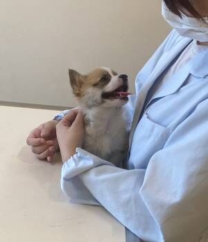 注射をしに来たコーギーの子犬　写真の背景に「笑った」「許してくれ」