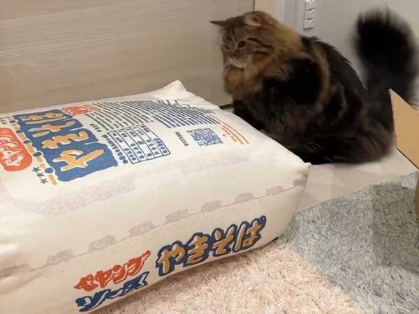 マンチカンが、一生懸命戦う相手は？　「かわいすぎ！」「なんの恨みが…？」