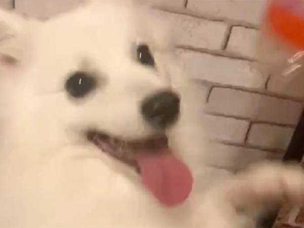 「ひゃ〜！！」飼い主、感動の悲鳴　４歳の愛犬が…？