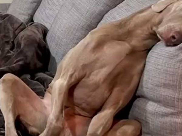 「人間が入ってるよね？」「やる気のなさがすごい」　雨の日に、がっかりする２匹が…？