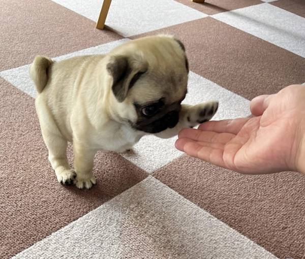 『お手』を練習する子犬　その姿に「破壊力がすごい」「表情が１００点」