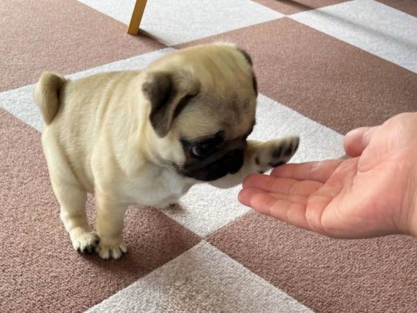 『お手』を練習する子犬　その姿に「破壊力がすごい」「表情が１００点」