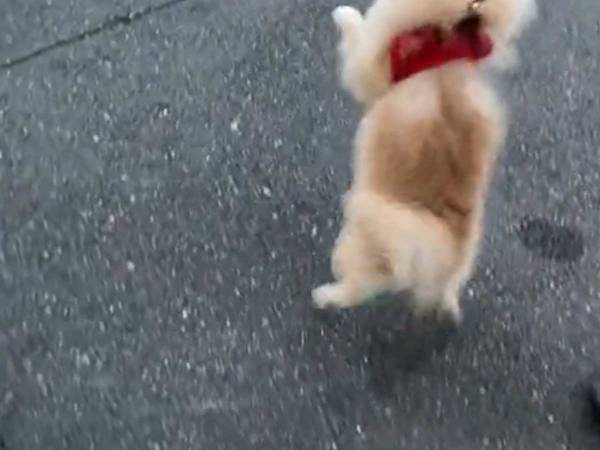 雨で散歩に行けなかった犬が見せた『喜びの舞』がかわいい！