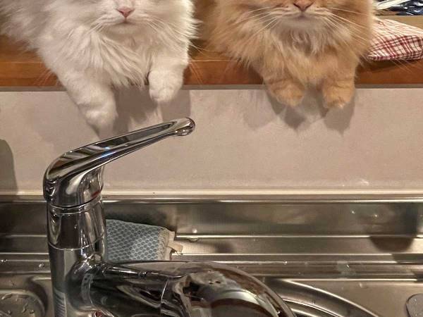 料理中の女性に、冷たい視線を送る猫たち　理由に笑ってしまう