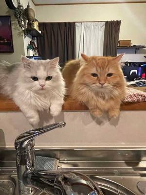 料理中の女性に、冷たい視線を送る猫たち　理由に笑ってしまう