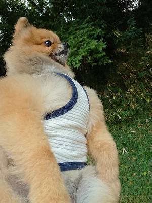 『マッチョすぎるポメ』に「絶対に強い」「爆笑したわ！」　最高の仕上がりに驚愕！