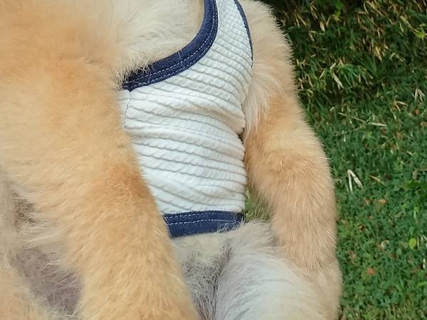 『マッチョすぎるポメ』に「絶対に強い」「爆笑したわ！」　最高の仕上がりに驚愕！